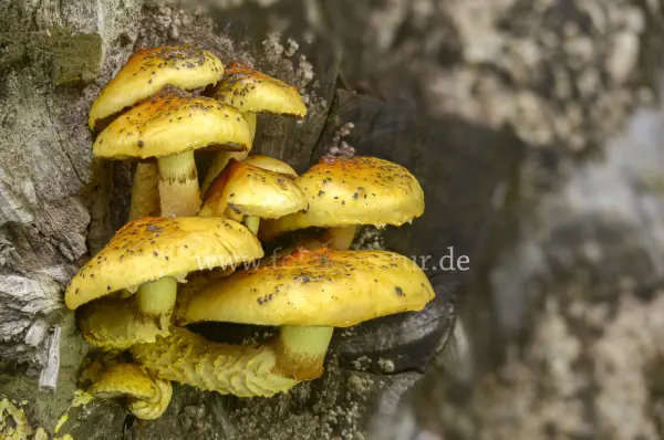 Fokus-Natur Bild
