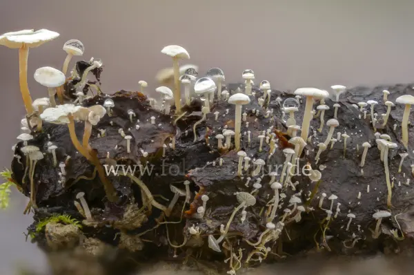 Fokus-Natur Bild