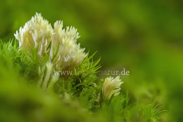 Fokus-Natur Bild