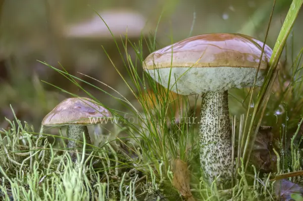 Fokus-Natur Bild