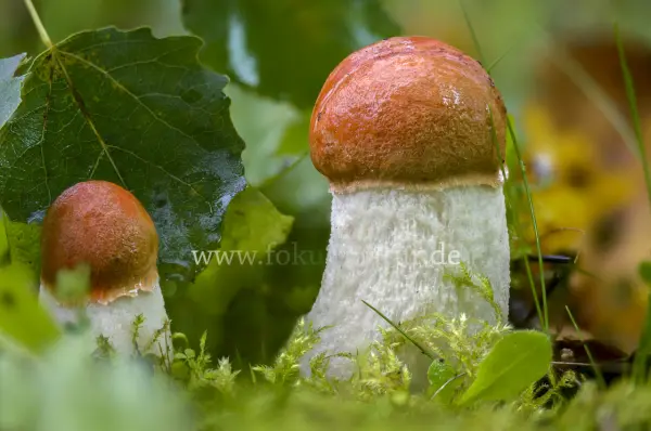 Fokus-Natur Bild