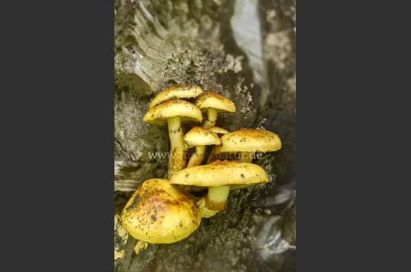 Fokus-Natur Bild