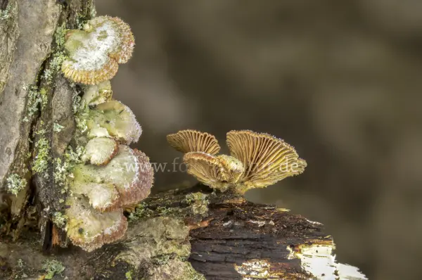 Fokus-Natur Bild