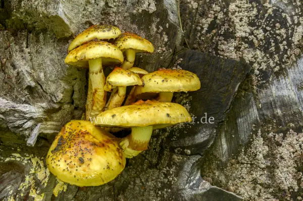 Fokus-Natur Bild