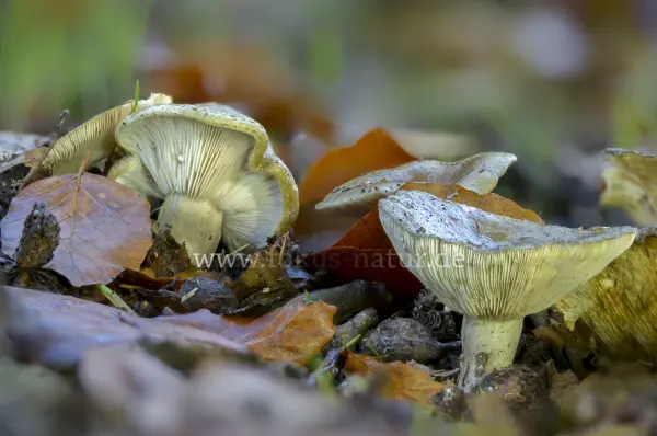 Fokus-Natur Bild