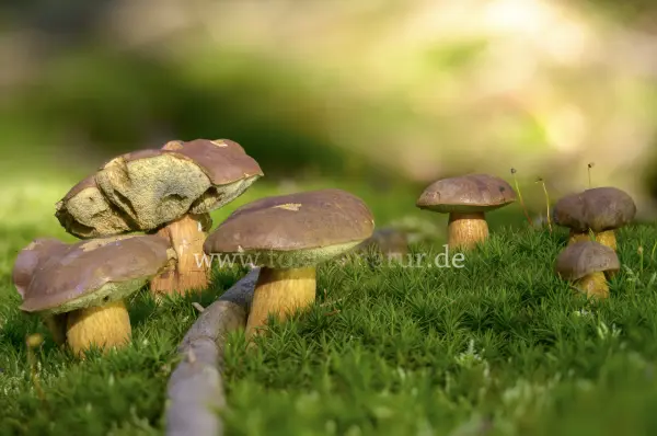 Fokus-Natur Bild