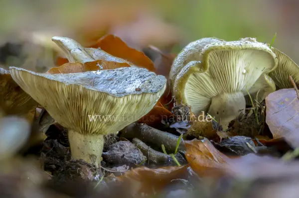 Fokus-Natur Bild