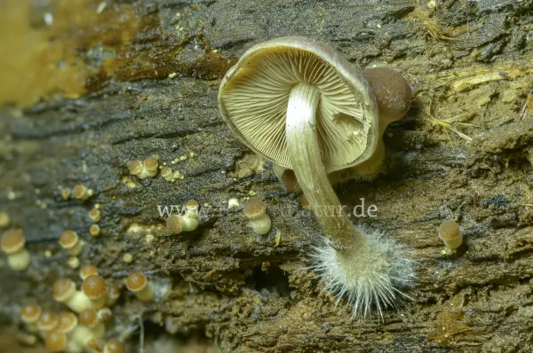Fokus-Natur Bild