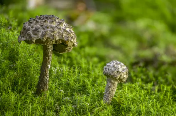 Fokus-Natur Bild
