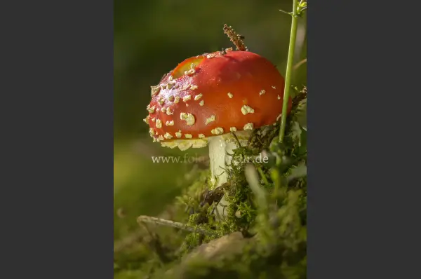 Fokus-Natur Bild