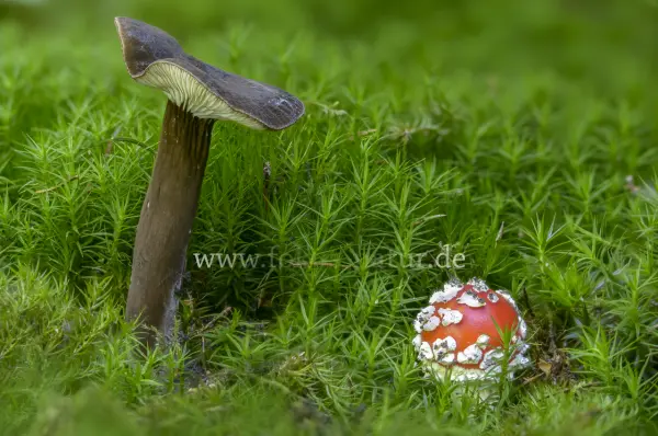 Fokus-Natur Bild