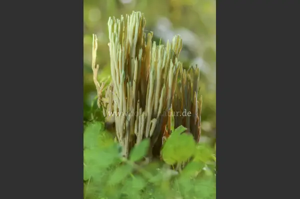 Fokus-Natur Bild