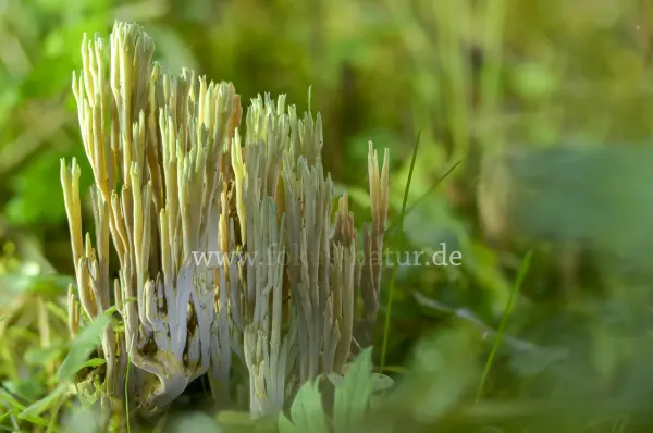 Fokus-Natur Bild