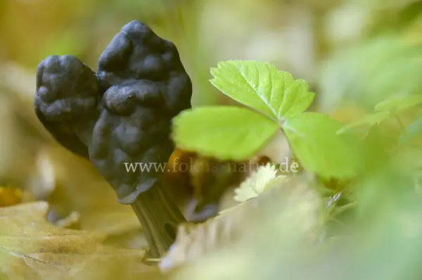 Fokus-Natur Bild
