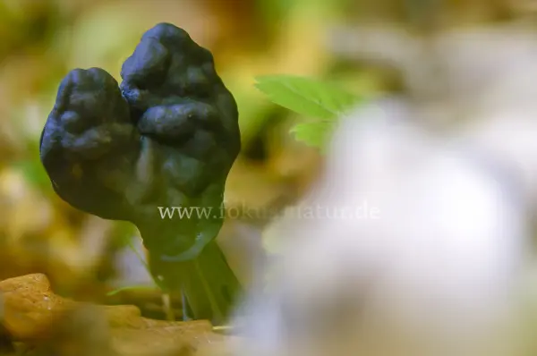 Fokus-Natur Bild