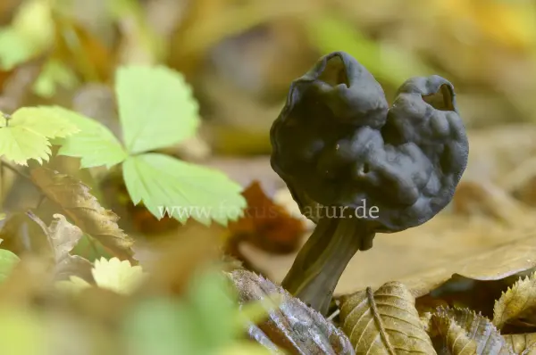 Fokus-Natur Bild