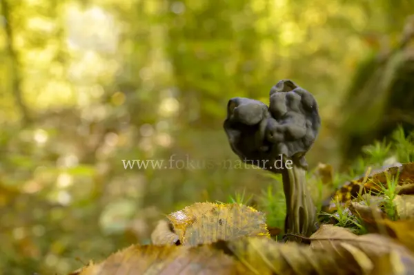 Fokus-Natur Bild