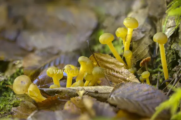 Fokus-Natur Bild