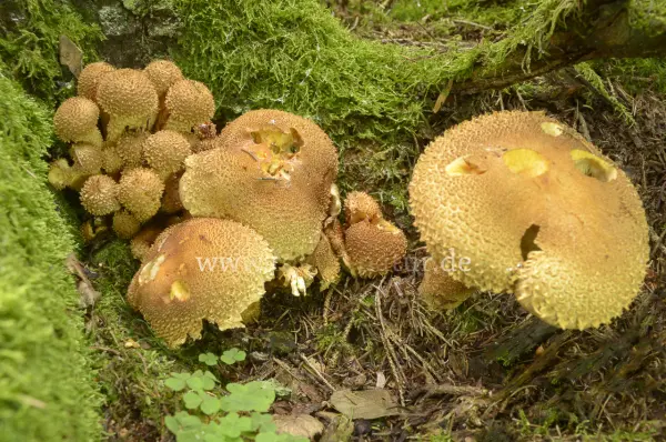 Fokus-Natur Bild