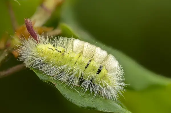 Fokus-Natur Bild