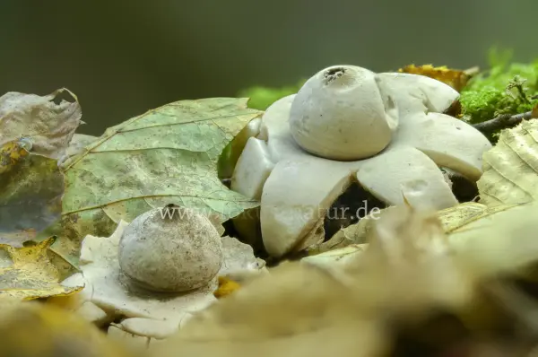 Fokus-Natur Bild