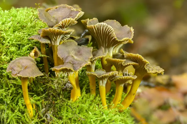 Fokus-Natur Bild