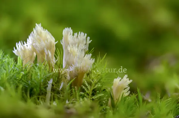 Fokus-Natur Bild