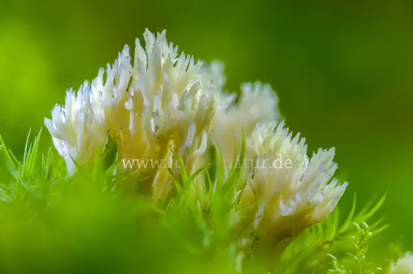 Fokus-Natur Bild