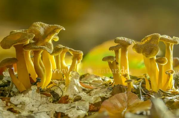 Fokus-Natur Bild