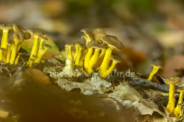 Fokus-Natur Bild