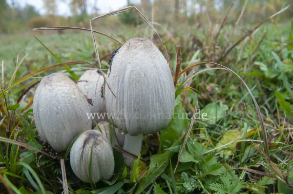 Fokus-Natur Bild