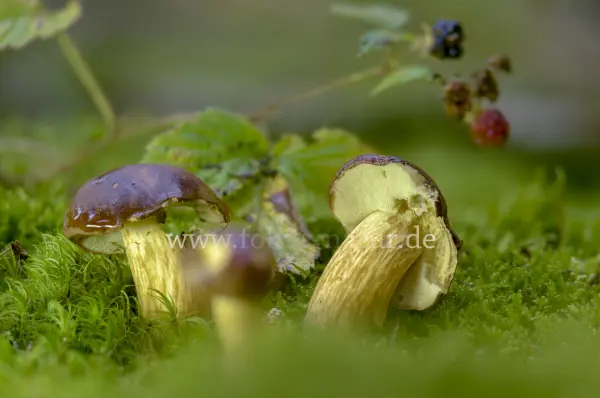 Fokus-Natur Bild