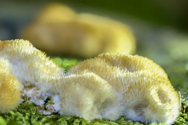 Fokus-Natur Bild