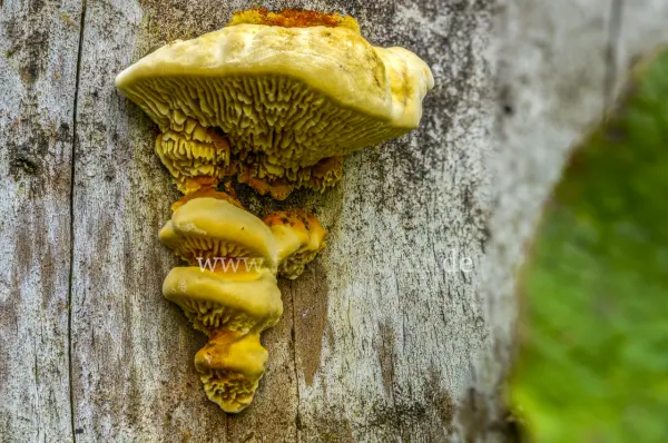 Fokus-Natur Bild