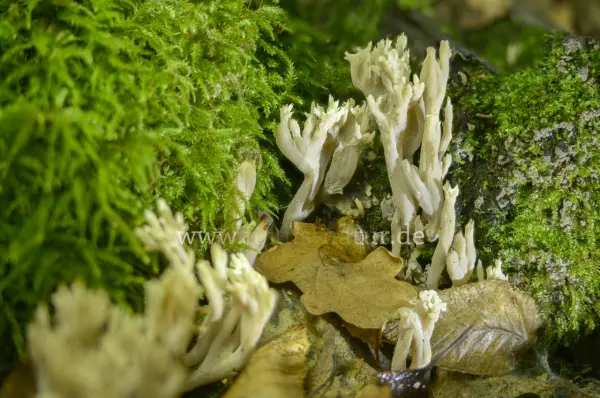 Fokus-Natur Bild