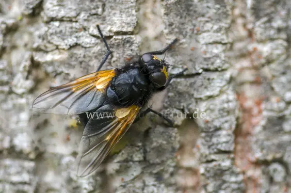 Fokus-Natur Bild