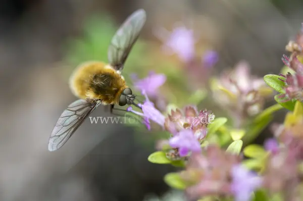Fokus-Natur Bild