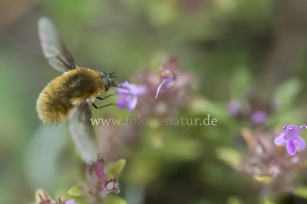 Fokus-Natur Bild
