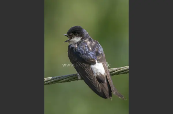 Fokus-Natur Bild