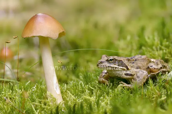 Fokus-Natur Bild