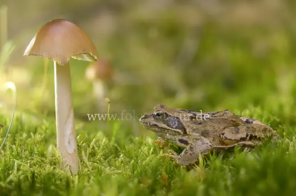 Fokus-Natur Bild