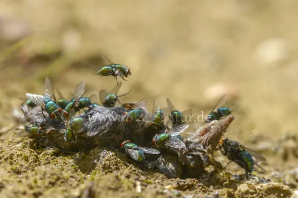 Fokus-Natur Bild