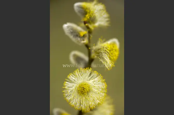 Fokus-Natur Bild