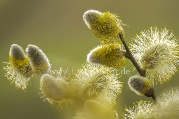 Fokus-Natur Bild