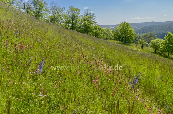 Fokus-Natur Bild