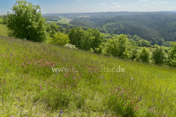 Fokus-Natur Bild