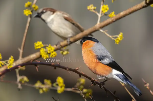Fokus-Natur Bild