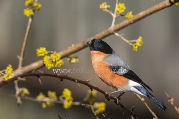 Fokus-Natur Bild