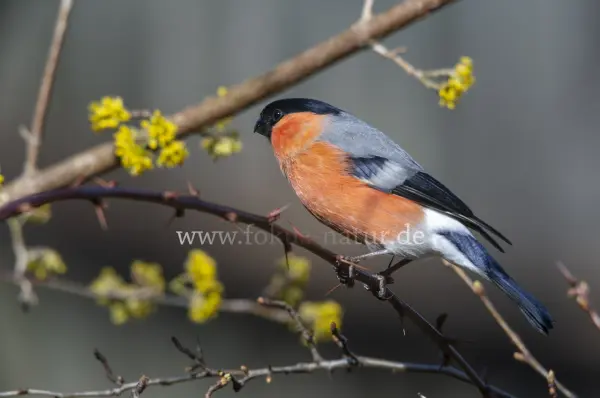 Fokus-Natur Bild