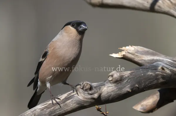 Fokus-Natur Bild